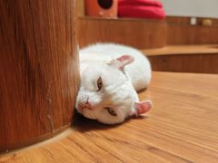 -有猫主题·治愈系猫咖(曾厝垵店)