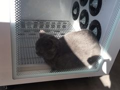 -PETKIT小佩宠物(古北店)