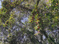 -北京麋鹿生态实验中心