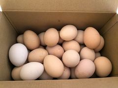 -马陆小张葡萄园农家乐