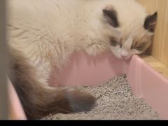 -屋虎猫馆(宝安大仟里店)