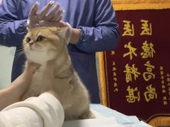 -半岛宠物医院24小时(科华中路店)