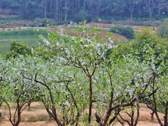 -南国桃园旅游度假区