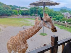 -青岛森林野生动物世界