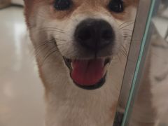 -共舞时光猫咖·狗咖(新街口店)