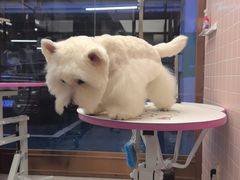 -FAELING PETS美天灵宠物(富力广场店)