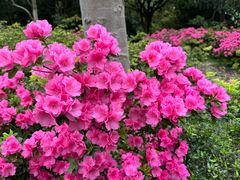 -上海滨江森林公园
