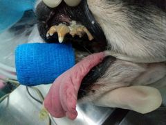 -瑞派动物医院·猫专科·至诚(江南中分院)