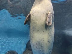 -上海海洋水族馆