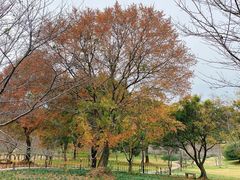 -苏州上方山国家森林公园