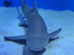 -太平洋海底世界