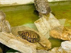 -正阳春烤鸭店(杨楼店)