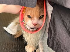 -车接车送·寄养洗护·德文猫舍(大宁店)