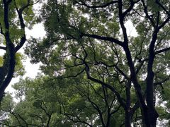 -上海醉白池公园