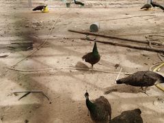 -中华郡文化旅游景区