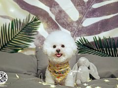 -超宠爱宠物摄影-Super pet