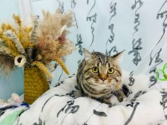 -爱洗澡的猫(望京店)