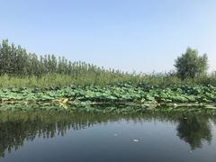 -白洋淀景区