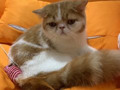 -飞行喵MR PILOT|猫舍·猫咖(静安大融城店)