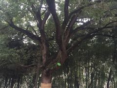 -包公祠