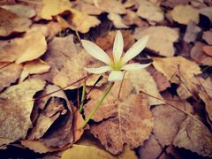 -合肥滨湖国家森林公园