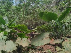 -海南热带野生动植物园