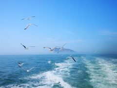 景点-长岛万鸟岛