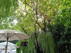 -Fern Forest Cafe