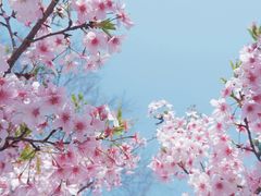 -顾村公园