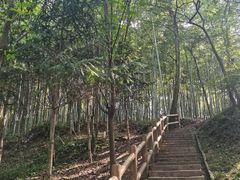 -上海佘山国家森林公园天马山园