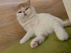 -滚猫咖啡·猫咖·猫友好撸猫(未来城店)