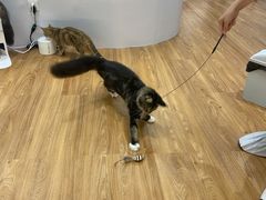 -COLOR PETS 撸猫馆·购猫·猫咖(长风大悦城店)