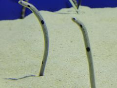 -上海海洋水族馆