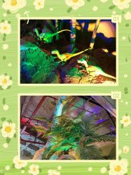 -恐龙探索乐园(磁器口店)