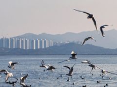 -深圳湾公园(南山区)