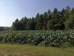 -艾溪湖湿地公园