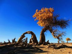 -沙漠世界地质公园