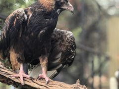 -费瑟代尔野生动物园