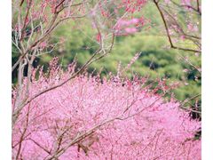 -重庆彩云湖湿地公园