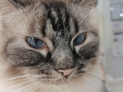 -喵的天空名猫咖啡馆·撸猫·猫舍·用品