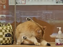 -米乐乖乖猫咪咖啡馆·猫咖(深圳湾后海汇店)