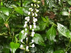 -墨尔本皇家植物园