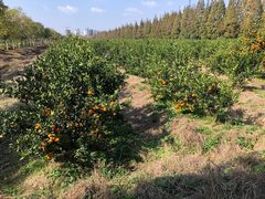 -上海长兴岛郊野公园