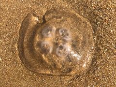 -北戴河东海水浴场