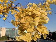 -北京园博大酒店