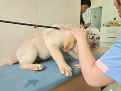 -美联众合动物医院·24h京西诊疗中心