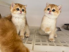 -lincat·猫舍(广州店)