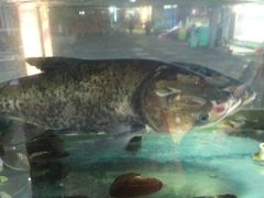 -渔老大·有机鱼馆·老字号(古城店)