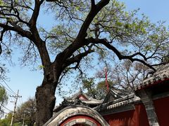 -北京艺术博物馆(万寿寺)