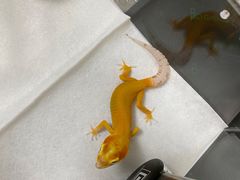 -酷以爬仙阁实体爬宠店·守宫·蜥蜴·专业繁育